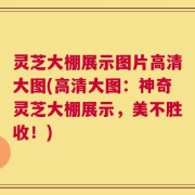 灵芝大棚展示图片高清大图(高清大图：神奇灵芝大棚展示，美不胜收！)