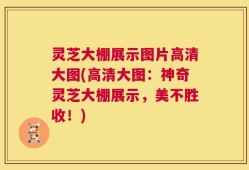 灵芝大棚展示图片高清大图(高清大图：神奇灵芝大棚展示，美不胜收！)