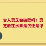 古人灵芝会破壁吗？灵芝放在水里是沉还是浮
