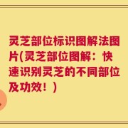 灵芝部位标识图解法图片(灵芝部位图解：快速识别灵芝的不同部位及功效！)