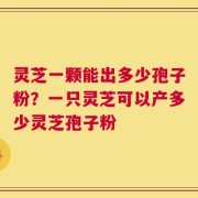 灵芝一颗能出多少孢子粉？一只灵芝可以产多少灵芝孢子粉