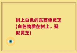 树上白色的东西像灵芝(白色物质在树上，疑似灵芝)