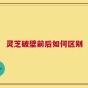 灵芝破壁前后如何区别