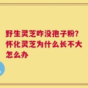 野生灵芝咋没孢子粉？怀化灵芝为什么长不大怎么办
