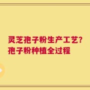灵芝孢子粉生产工艺？孢子粉种植全过程