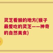 灵芝看猴的地方(猴子最爱吃的灵芝——神奇的自然美食)