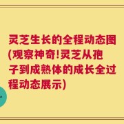 灵芝生长的全程动态图(观察神奇!灵芝从孢子到成熟体的成长全过程动态展示)