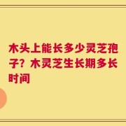 木头上能长多少灵芝孢子？木灵芝生长期多长时间