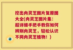 挖出肉灵芝图片复原图大全(肉灵芝图片集：超详细手把手教你如何辨别肉灵芝，轻松认识不同肉灵芝植物！)