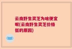 云南野生灵芝为啥便宜呢(云南野生灵芝价格低的原因)