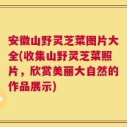 安徽山野灵芝菜图片大全(收集山野灵芝菜照片，欣赏美丽大自然的作品展示)