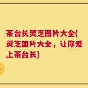茶台长灵芝图片大全(灵芝图片大全，让你爱上茶台长)