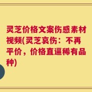 灵芝价格文案伤感素材视频(灵芝哀伤：不再平价，价格直逼稀有品种)