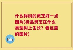 什么样树的灵芝好一点图片(极品灵芝在什么类型树上生长？看这里的图片)