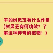 干的树灵芝有什么作用(树灵芝有何功效？了解这种神奇的植物！)