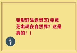 变形野生赤灵芝(赤灵芝出现在自然界？这是真的！)