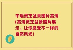 干燥灵芝盆景图片高清(高清灵芝盆景照片展示，让你感受不一样的自然风光)