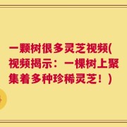 一颗树很多灵芝视频(视频揭示：一棵树上聚集着多种珍稀灵芝！)
