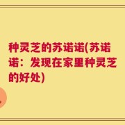 种灵芝的苏诺诺(苏诺诺：发现在家里种灵芝的好处)