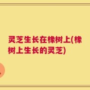 灵芝生长在橡树上(橡树上生长的灵芝)