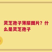 灵芝孢子薄层图片？什么是灵芝孢子