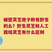 破壁灵芝孢子粉有野生的么？野生灵芝和人工栽培灵芝有什么区别
