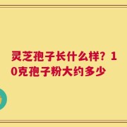 灵芝孢子长什么样？10克孢子粉大约多少