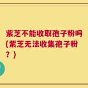 紫芝不能收取孢子粉吗(紫芝无法收集孢子粉？)