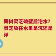 薄树灵芝破壁后泡水？灵芝放在水里是沉还是浮