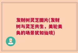发财树灵芝图片(发财树与灵芝共生，美轮美奂的场景犹如仙境)