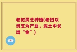 老挝灵芝种植(老挝以灵芝为产业，泥土中长出“金”)