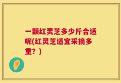 一颗红灵芝多少斤合适呢(红灵芝适宜采摘多重？)