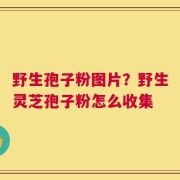 野生孢子粉图片？野生灵芝孢子粉怎么收集