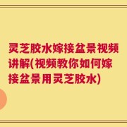 灵芝胶水嫁接盆景视频讲解(视频教你如何嫁接盆景用灵芝胶水)