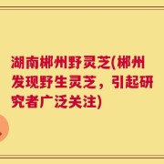 湖南郴州野灵芝(郴州发现野生灵芝，引起研究者广泛关注)