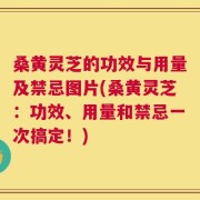 桑黄灵芝的功效与用量及禁忌图片(桑黄灵芝：功效、用量和禁忌一次搞定！)