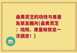 桑黄灵芝的功效与用量及禁忌图片(桑黄灵芝：功效、用量和禁忌一次搞定！)