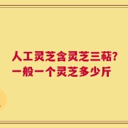 人工灵芝含灵芝三萜？一般一个灵芝多少斤