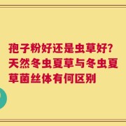 孢子粉好还是虫草好？天然冬虫夏草与冬虫夏草菌丝体有何区别