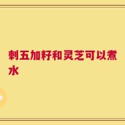 刺五加籽和灵芝可以煮水