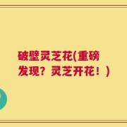 破壁灵芝花(重磅  发现？灵芝开花！)