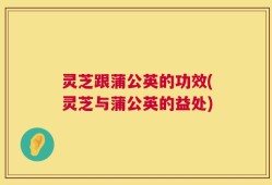 灵芝跟蒲公英的功效(灵芝与蒲公英的益处)