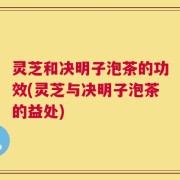 灵芝和决明子泡茶的功效(灵芝与决明子泡茶的益处)