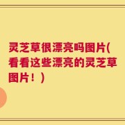 灵芝草很漂亮吗图片(看看这些漂亮的灵芝草图片！)