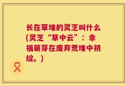 长在草堆的灵芝叫什么(灵芝“草中云”：幸福萌芽在废弃荒堆中初绽。)