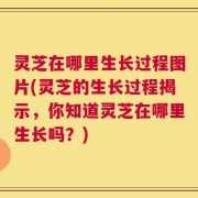灵芝在哪里生长过程图片(灵芝的生长过程揭示，你知道灵芝在哪里生长吗？)