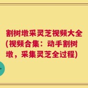 割树墩采灵芝视频大全(视频合集：动手割树墩，采集灵芝全过程)