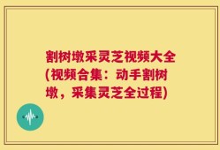割树墩采灵芝视频大全(视频合集：动手割树墩，采集灵芝全过程)