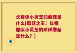 长得像小灵芝的蘑菇是什么(蘑菇之王：长相酷似小灵芝的珍稀蘑菇是什么？)