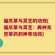 猫爪草与灵芝的功效(猫爪草与灵芝：两种天然草药的神奇功效)